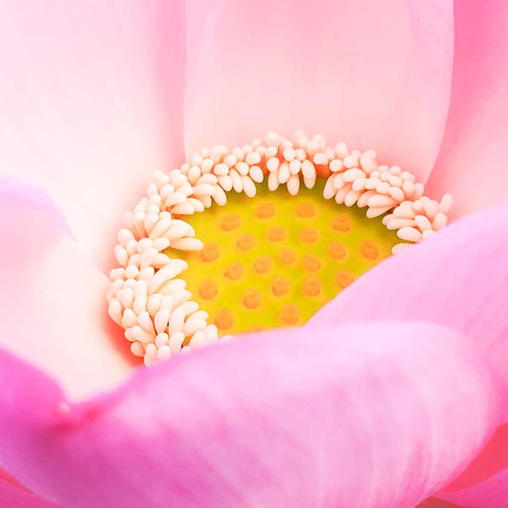 Cloud Farm Lotus Plant