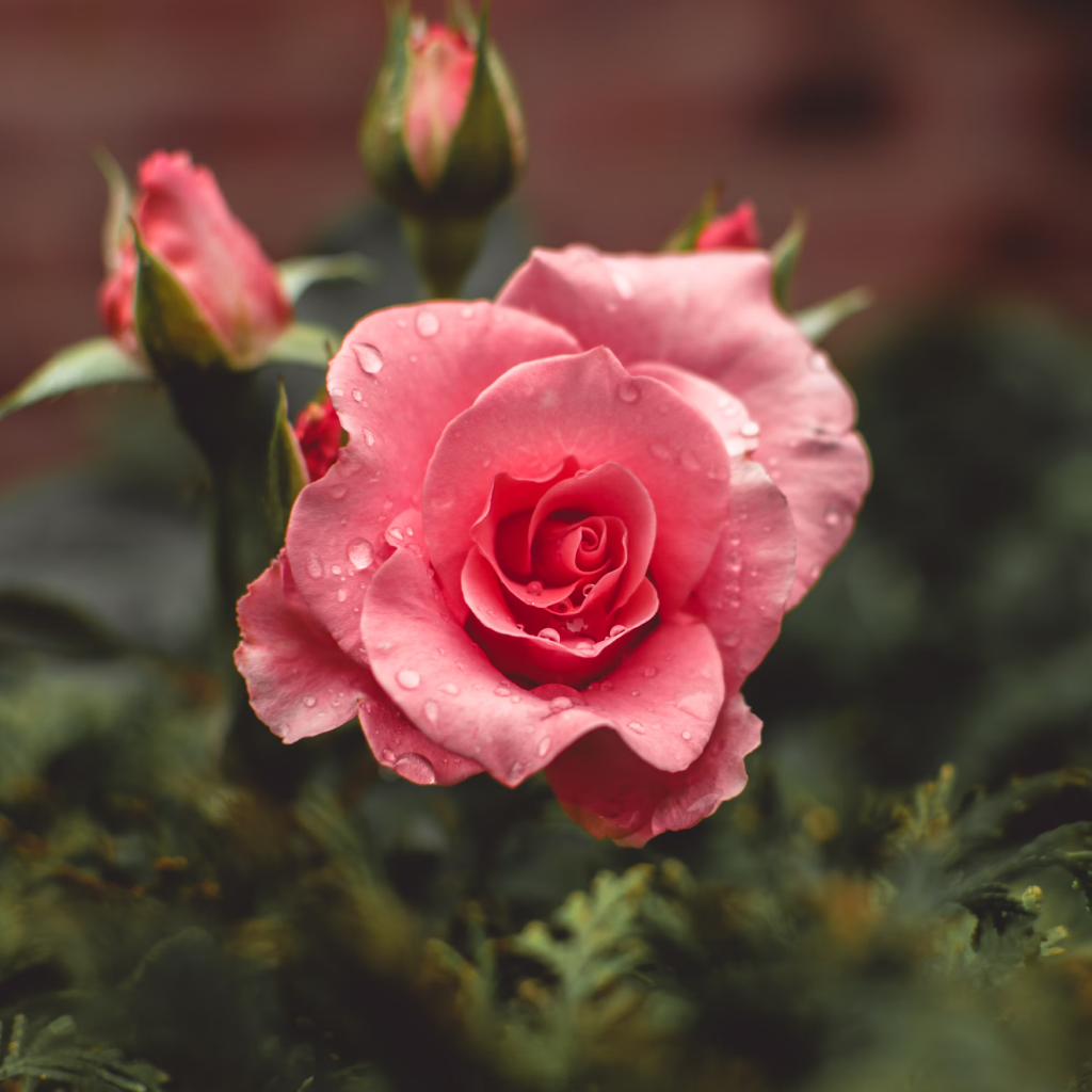 Planttoozs Rose Plant