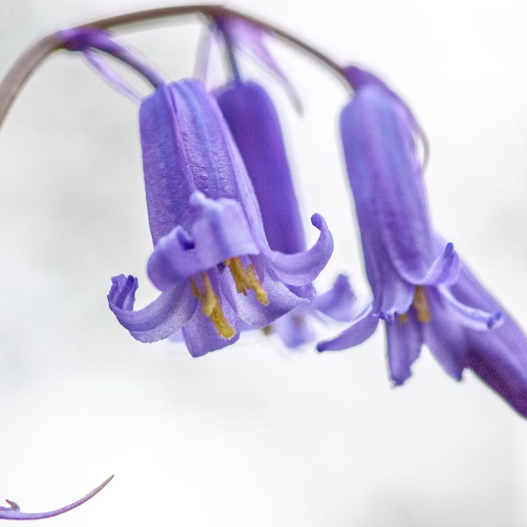 Texas Blue Bell