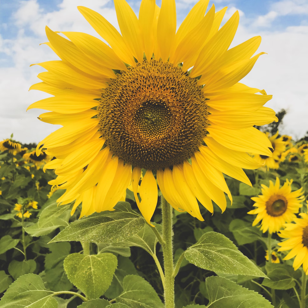Cloud Forest Sunflower Plant