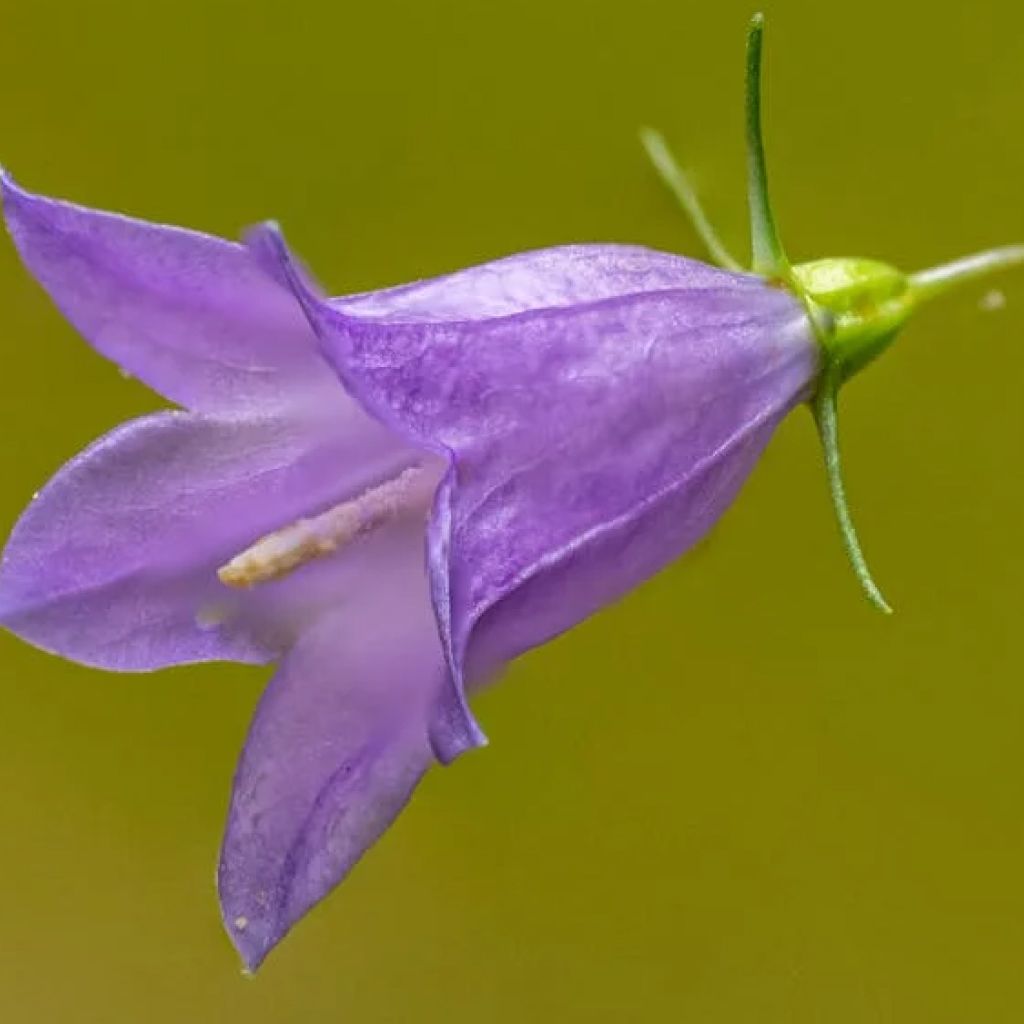 December Poo – Bluebell Barleria