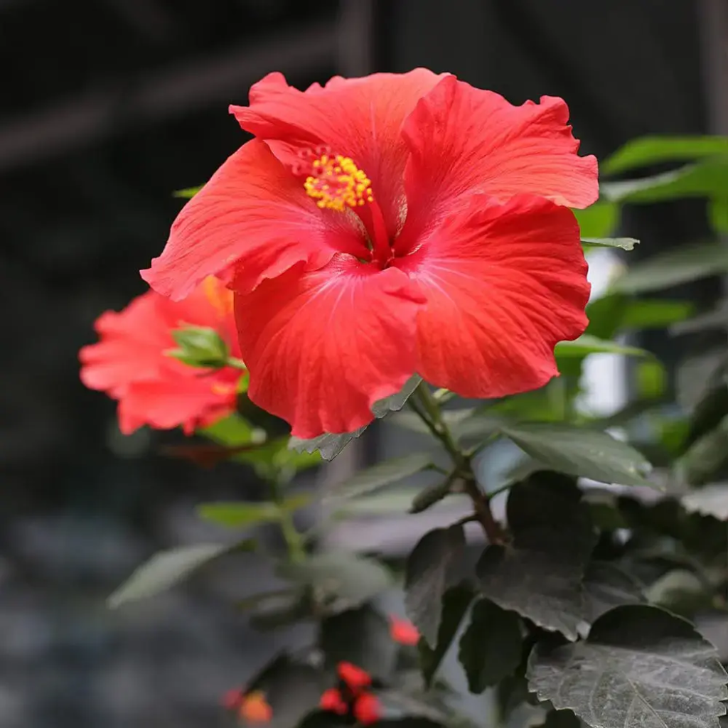 Hibiscus Red Flower