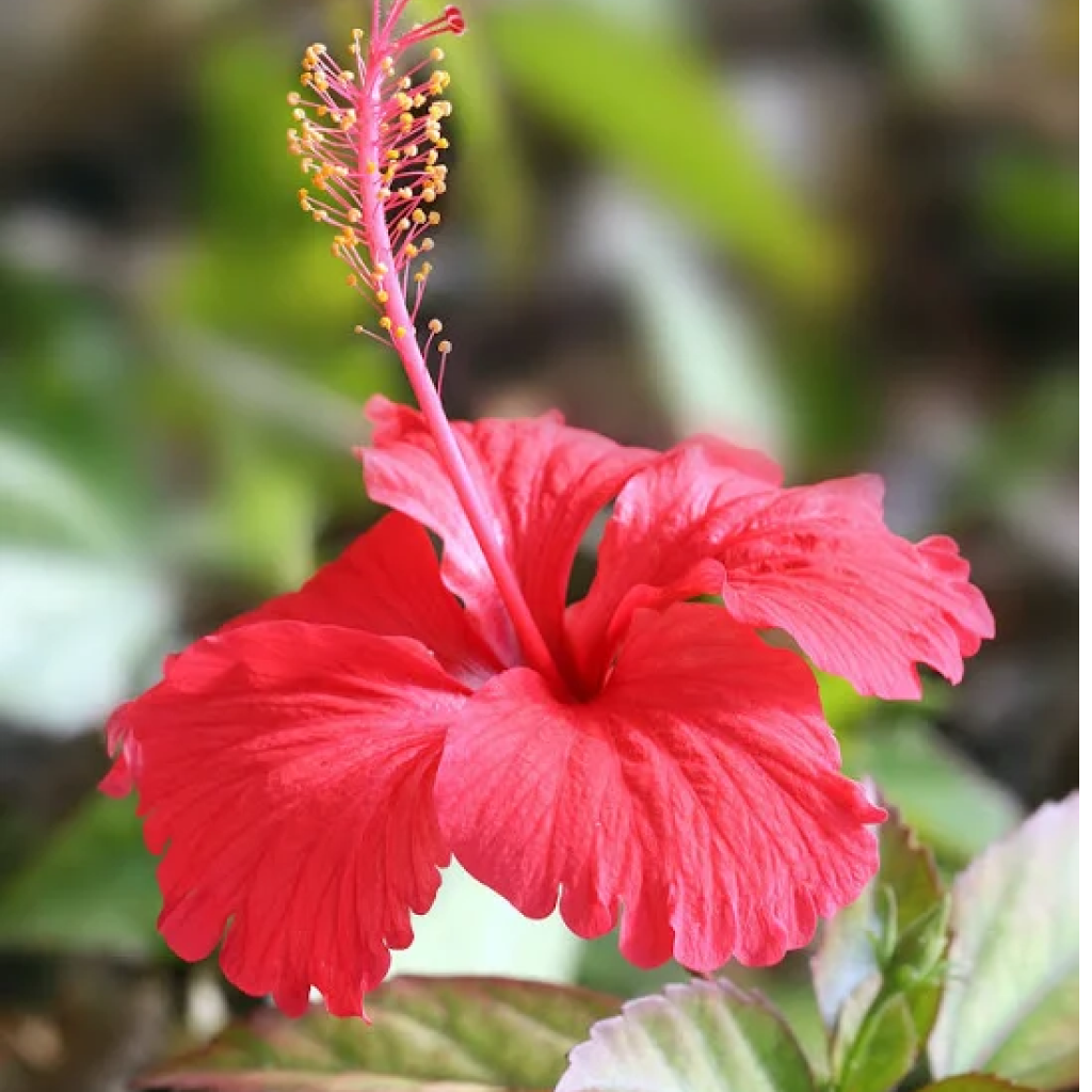 Hibiscus Red Desi Flowering Live Plant