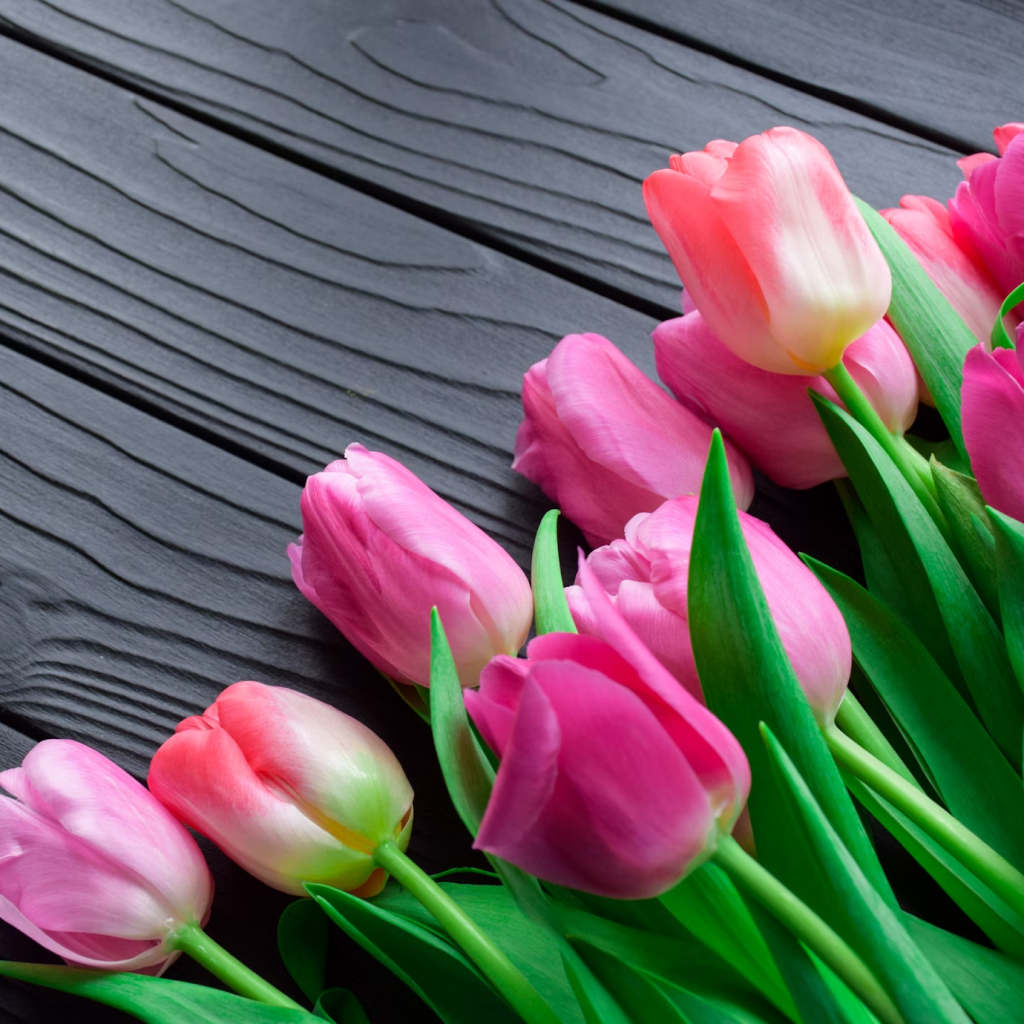 Single Tulip