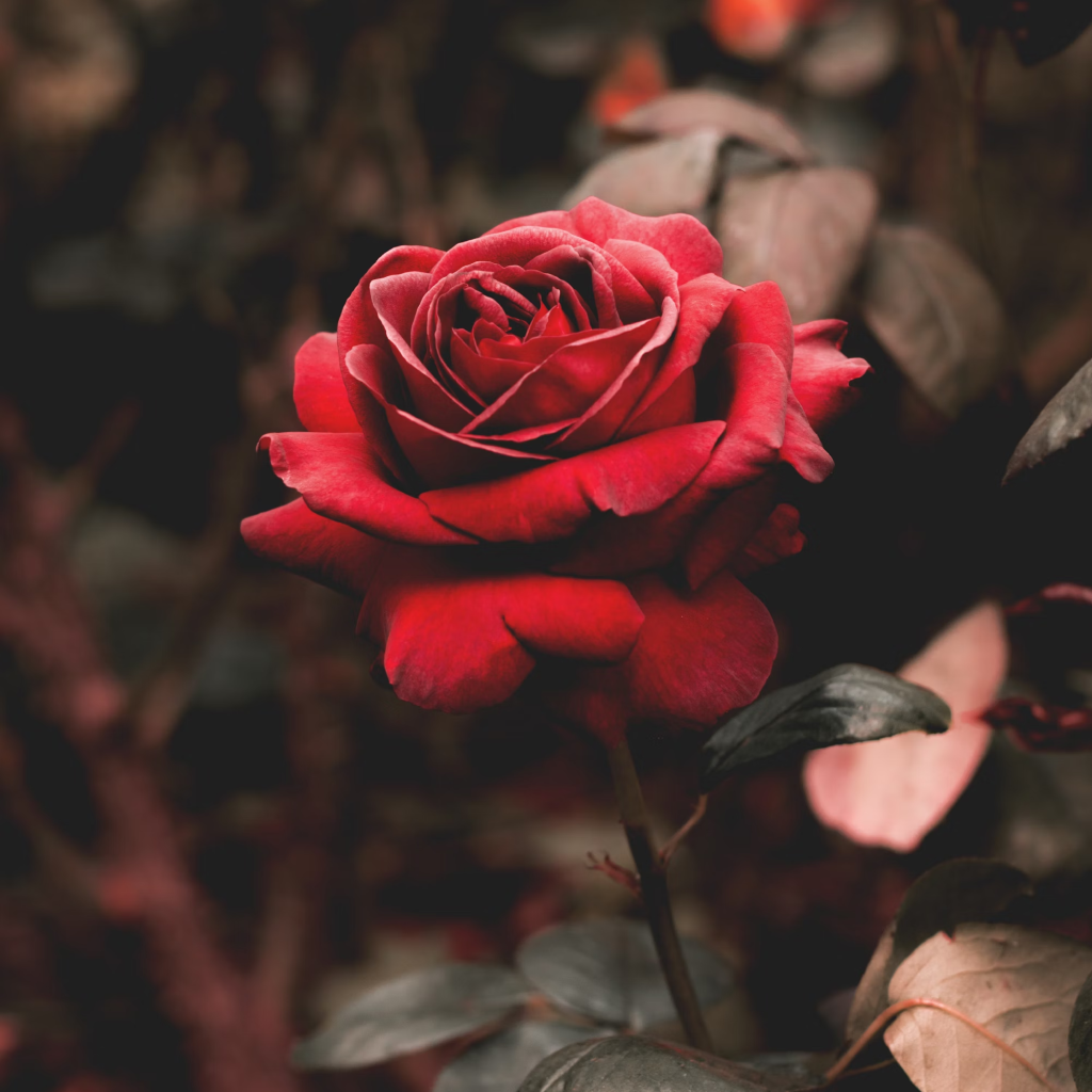 Fresho! Rose - Red Flower