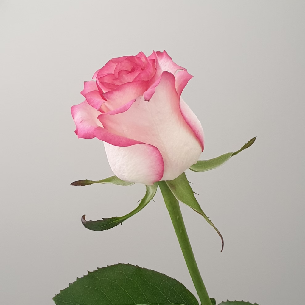 Cloud Farm Rose Plant