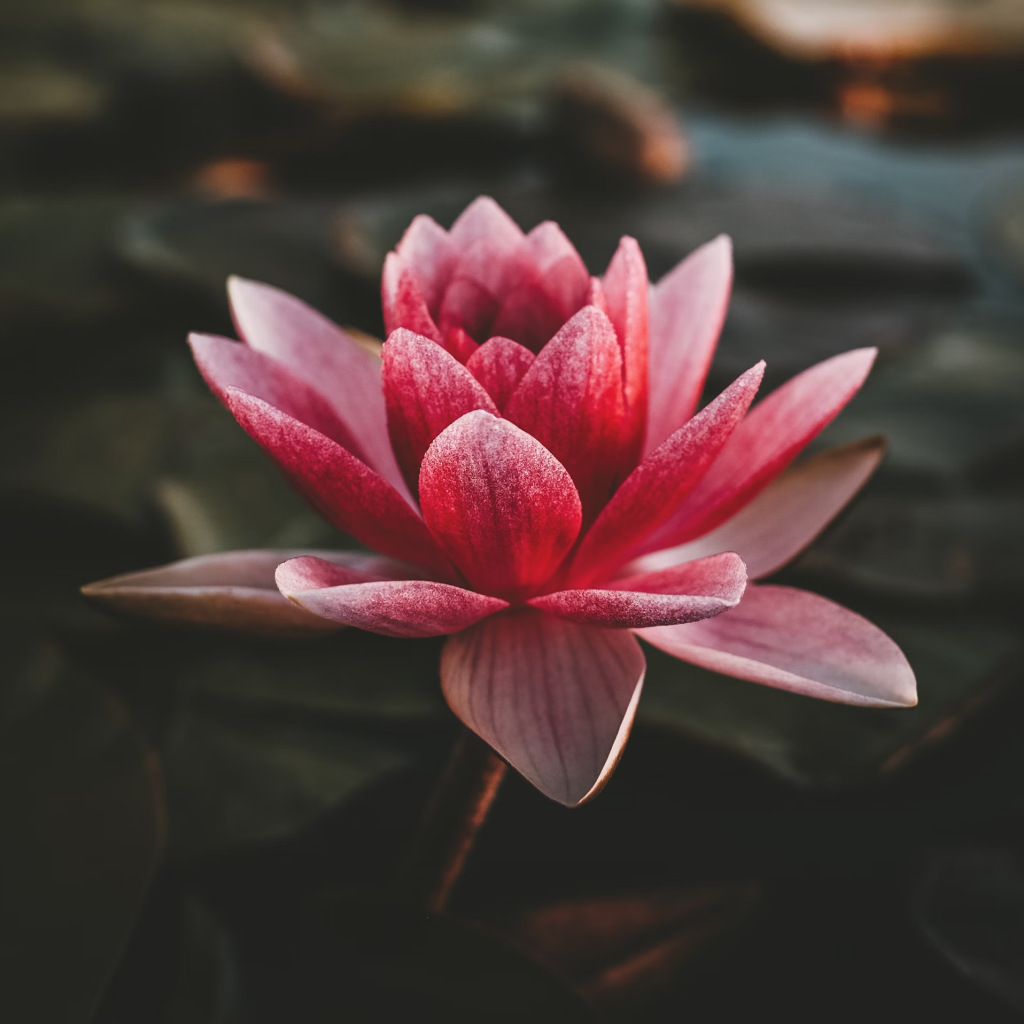 Premium Bonsai Lotus Flower Seeds