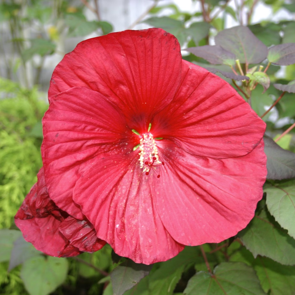 Hibiscus White Red Color