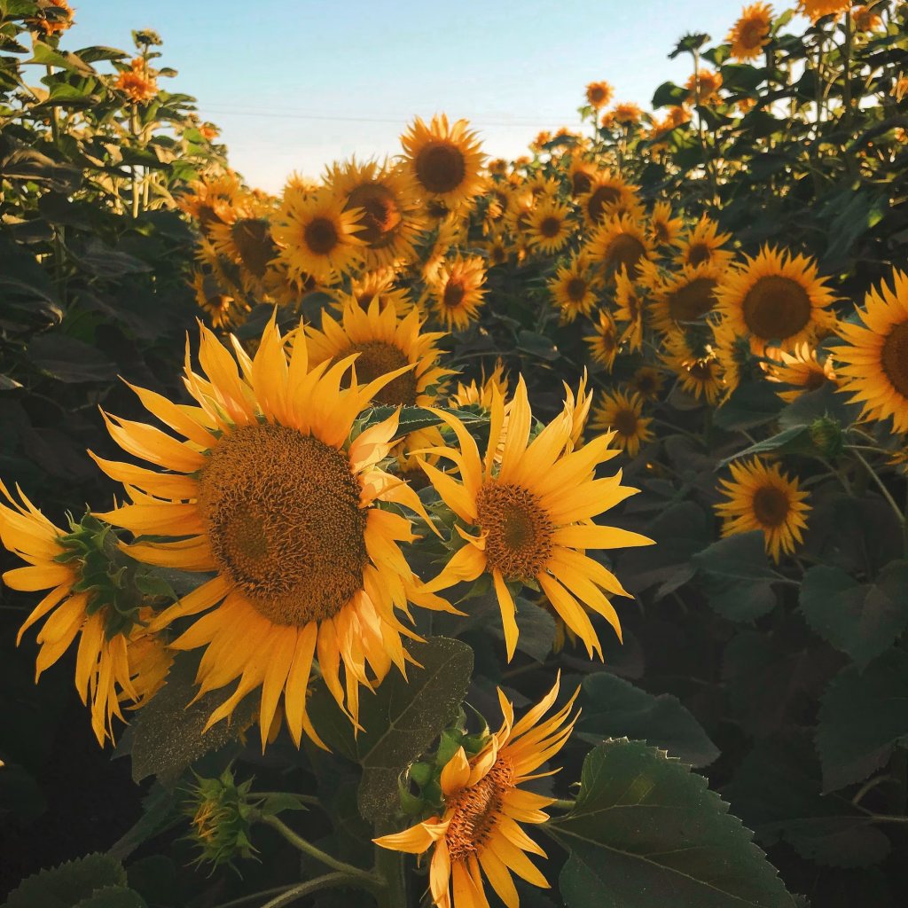 Sunflower Mini Bunch
