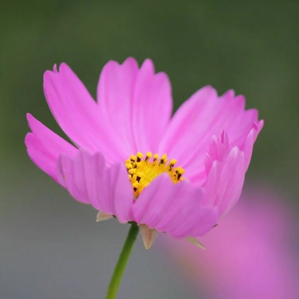Cosmos Plant