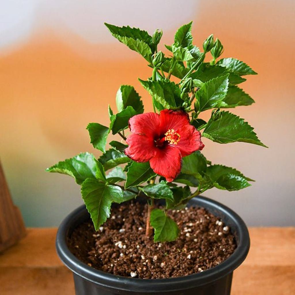 Hibicus Plant