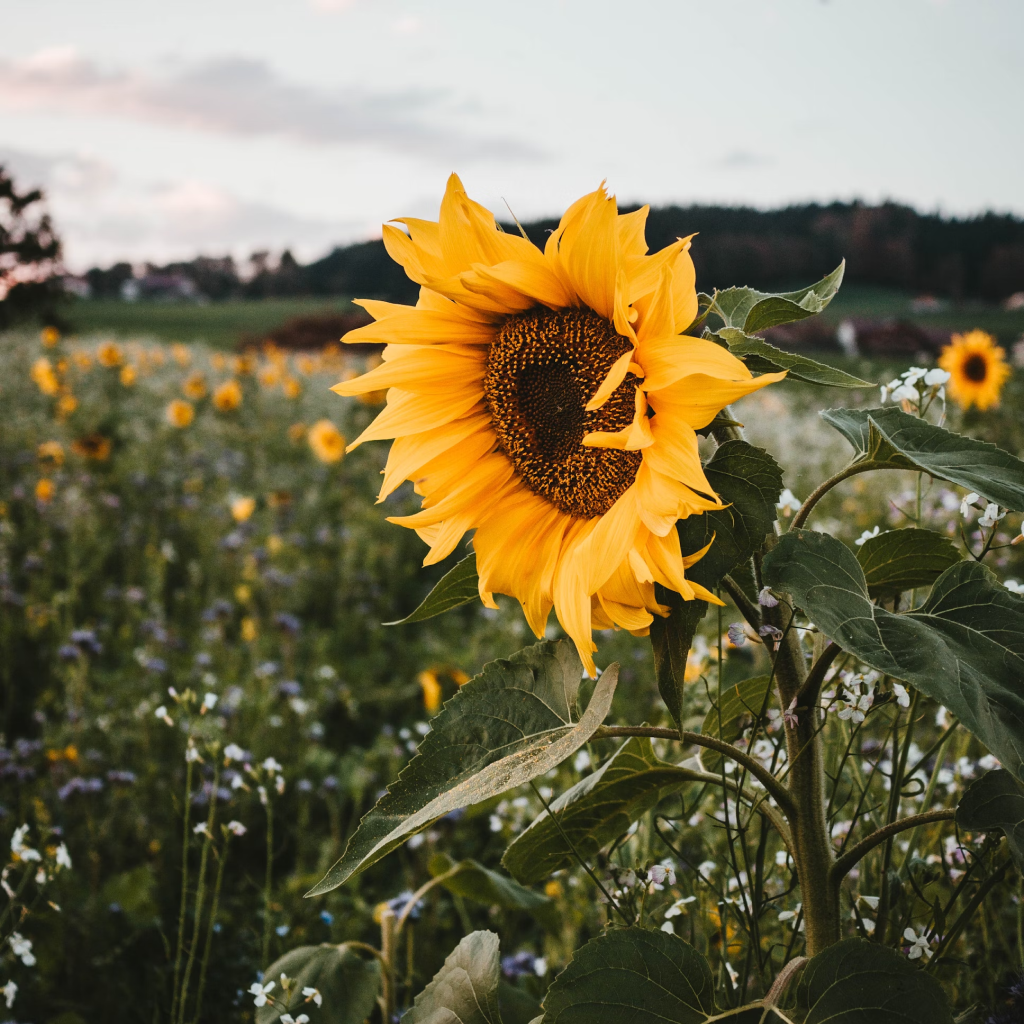 Sunflowers Bunch