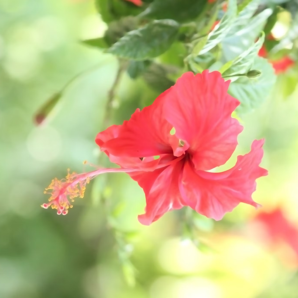 The Entacloo Hibiscus Plant