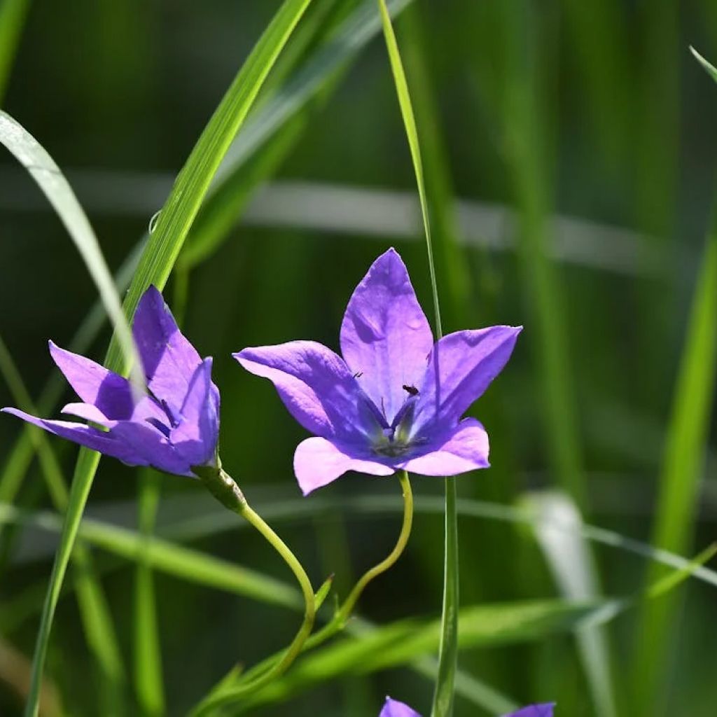 Plantzoin Bluebell Barleria Nil Jhinti Barleria Cristata Dasakaranta