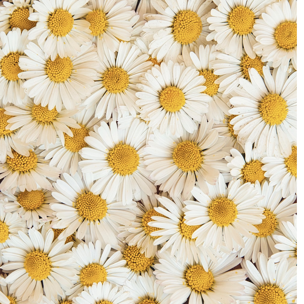 Me Traders Exotic Daisy White Flower