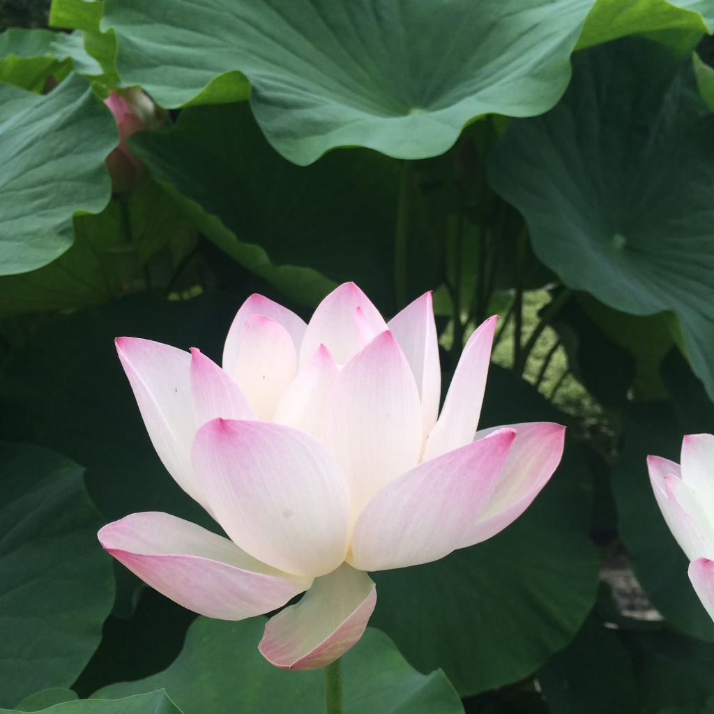 Ultimated Pink Lotus