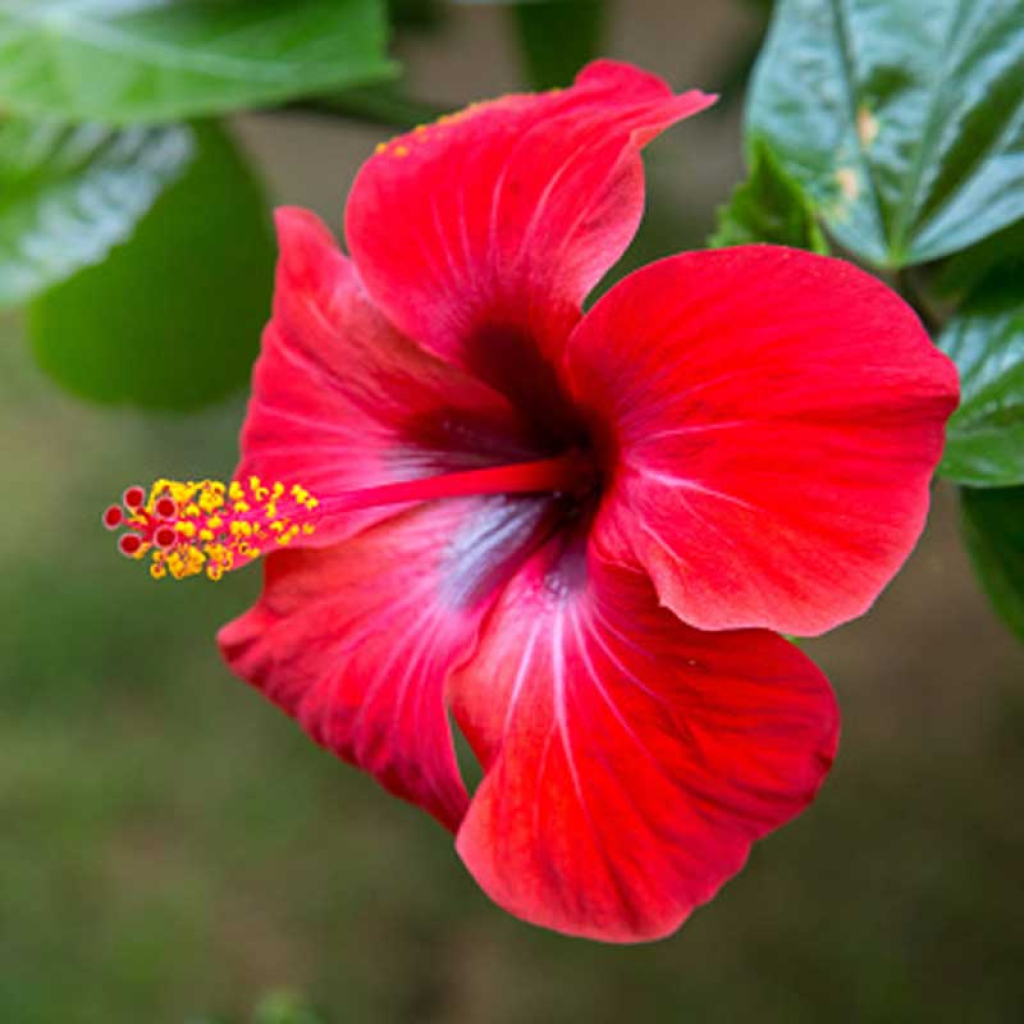 Hibiscus Rosa-sinensis