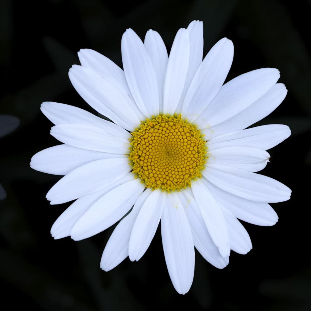 Farmers Choice Daisy