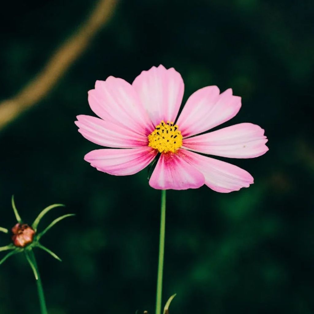Gardens Rare Hybrid Cosmos