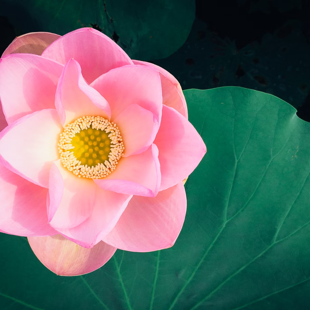 Royplants Lotus