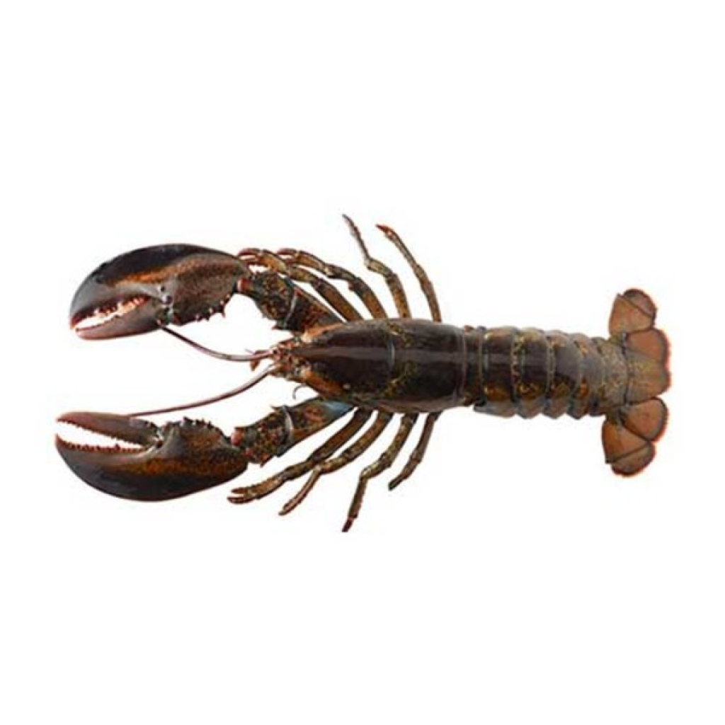 Live Lobster