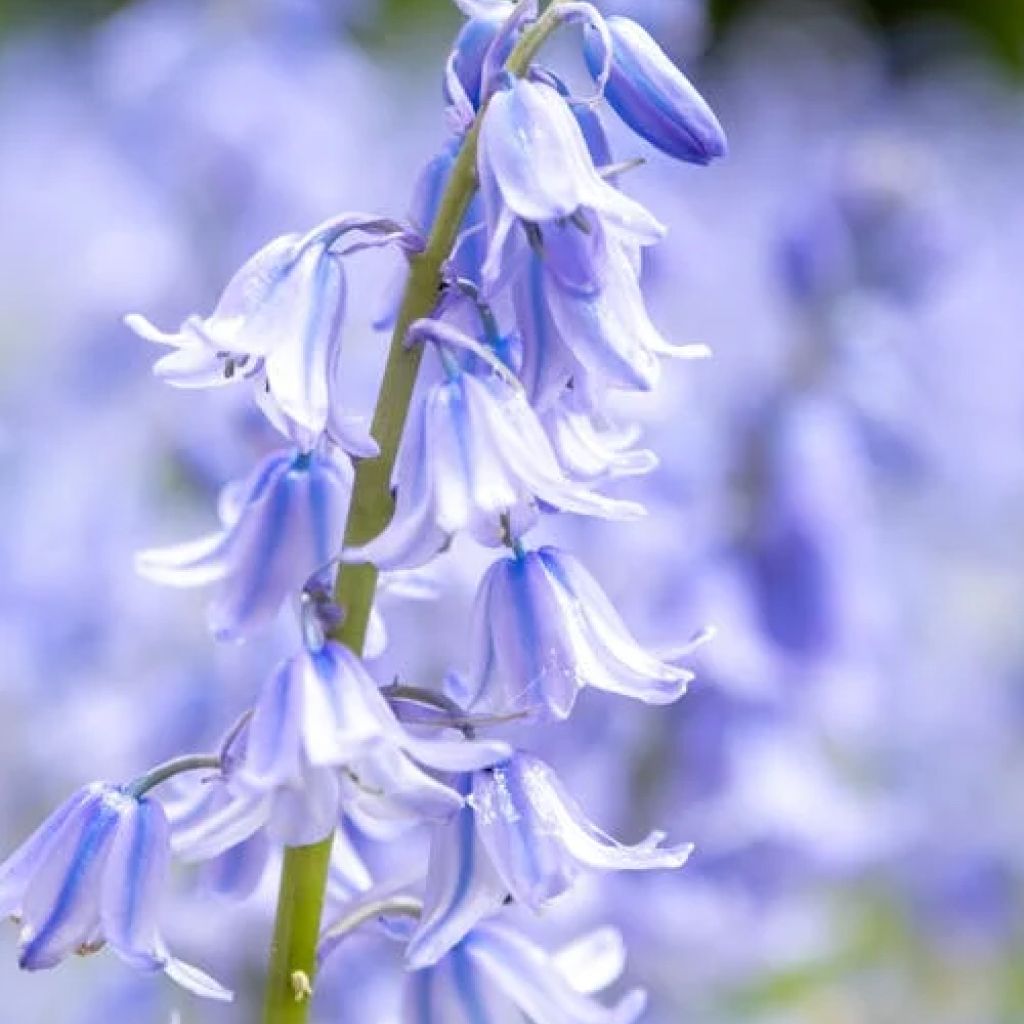 California Bluebell Flower