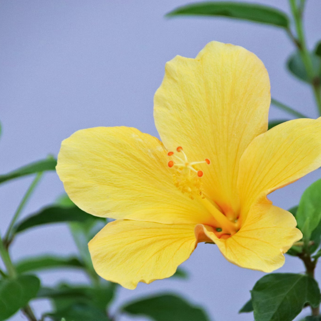 Cloud Farm Hibiscus Plant