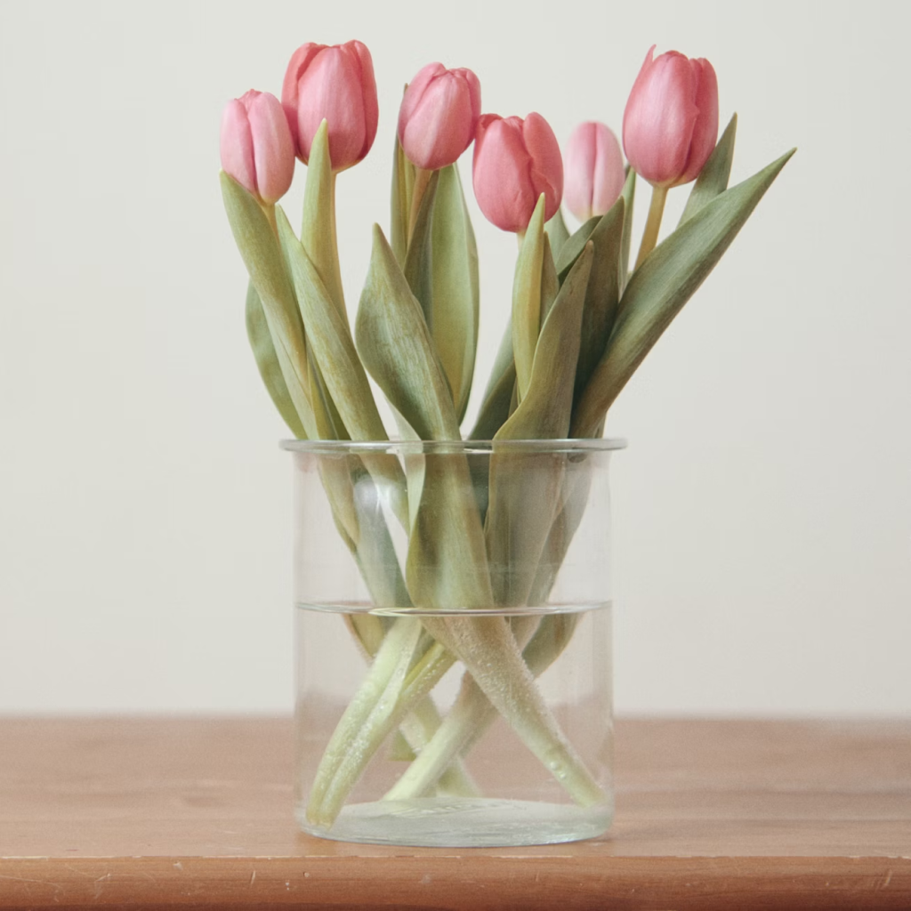 Tulip White Flower