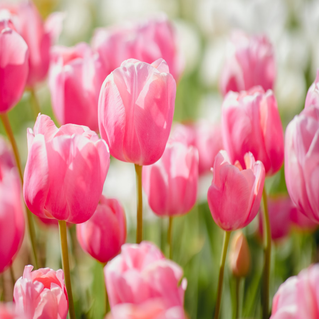 Andhagnai Tulip Imported Flower