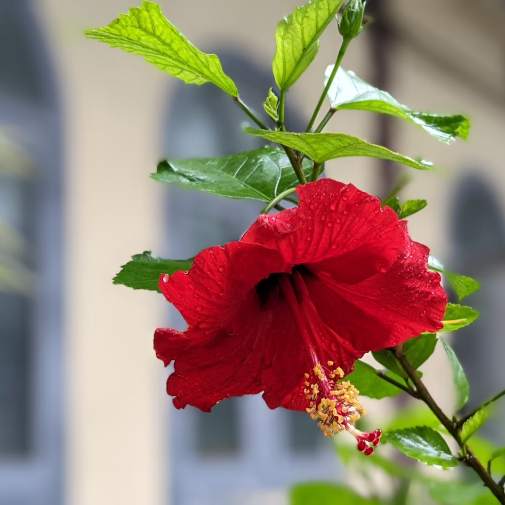 Hibiscus Red Plant