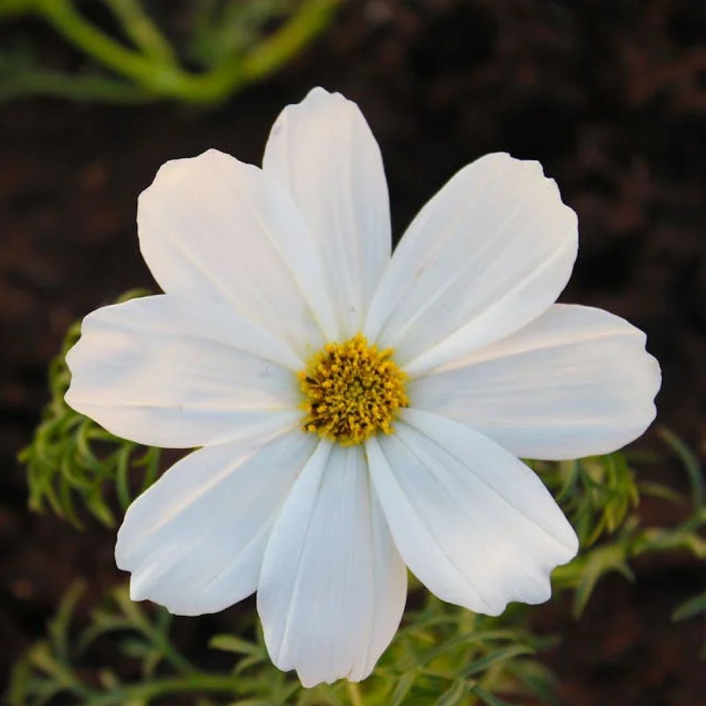 Cosmos Mixed Dwarf