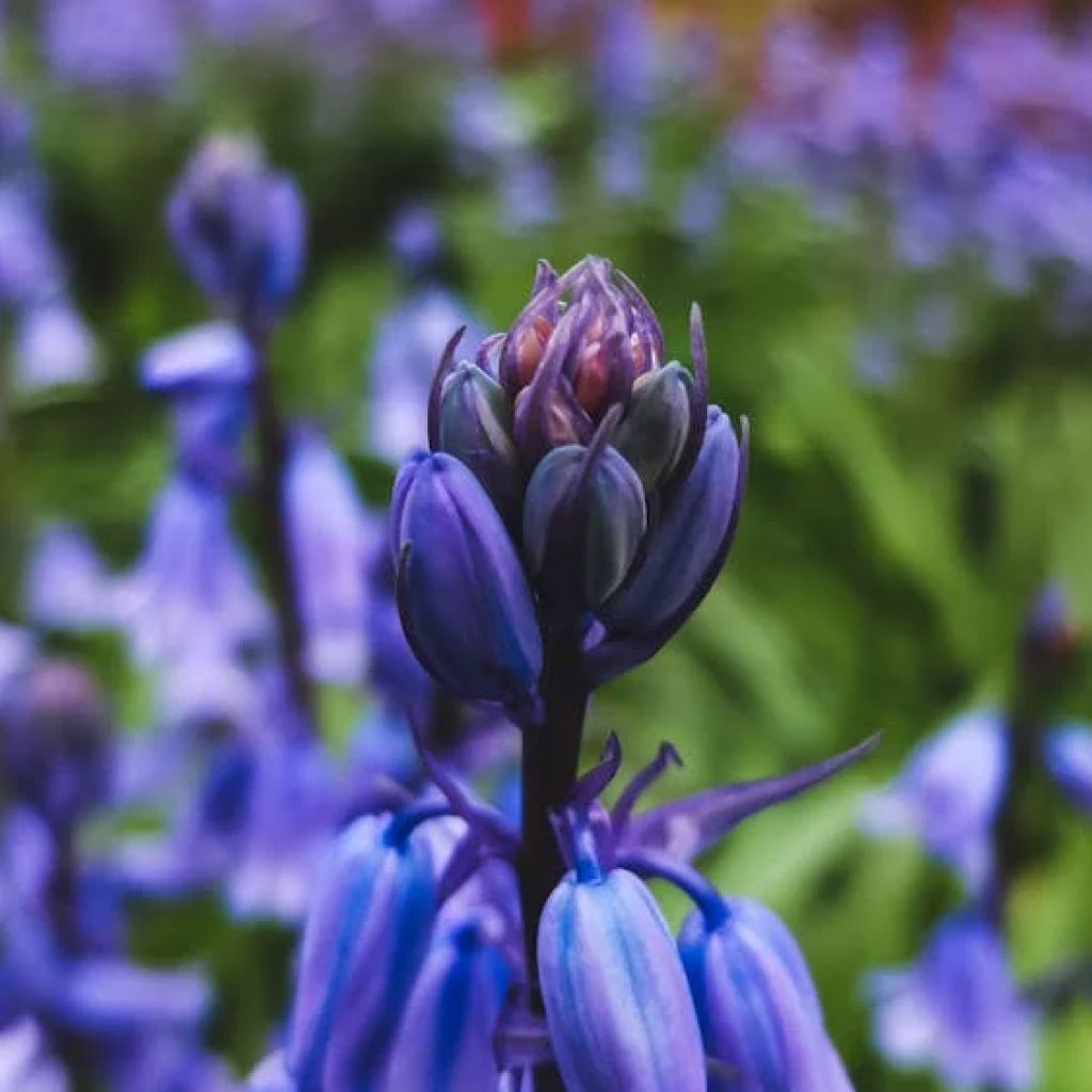 Blue Bell Flower