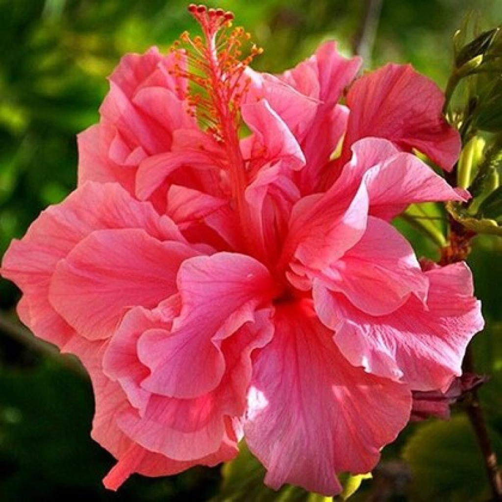 The Entacloo Hibiscus Plantjoba Planthibiscus Flower Plant