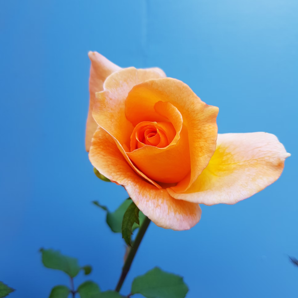 Rosey Rhapsody