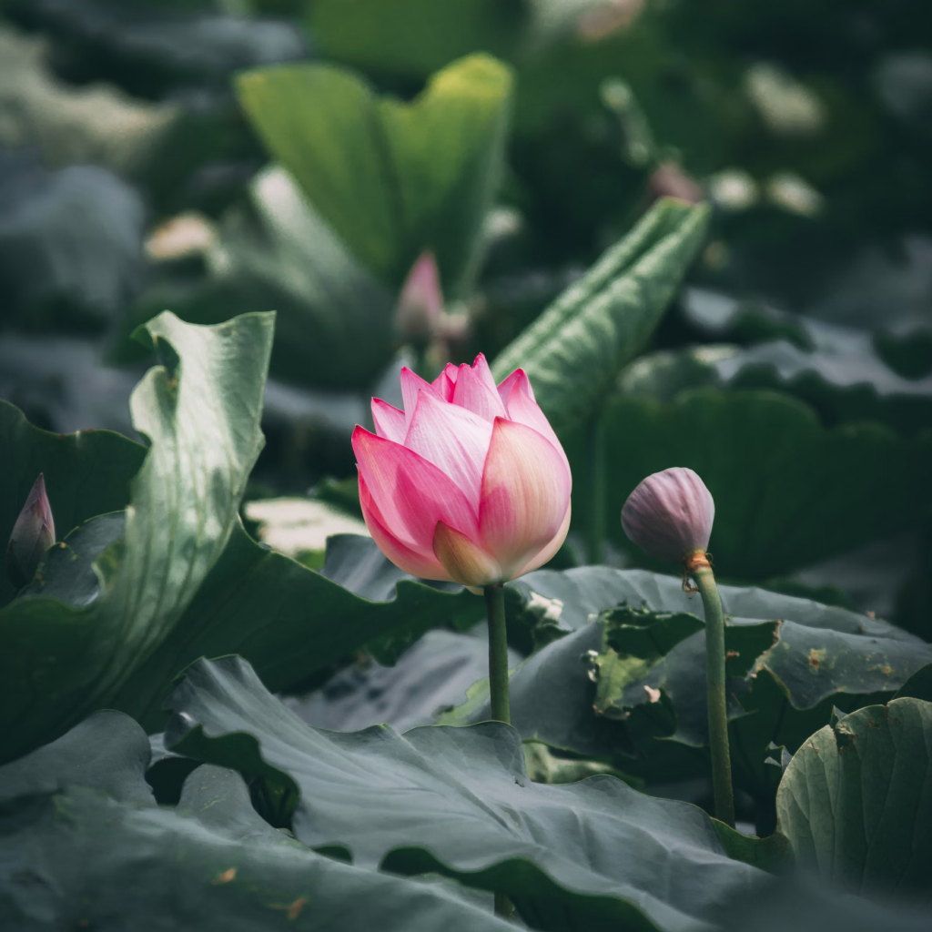 Micro Lotus Tuber