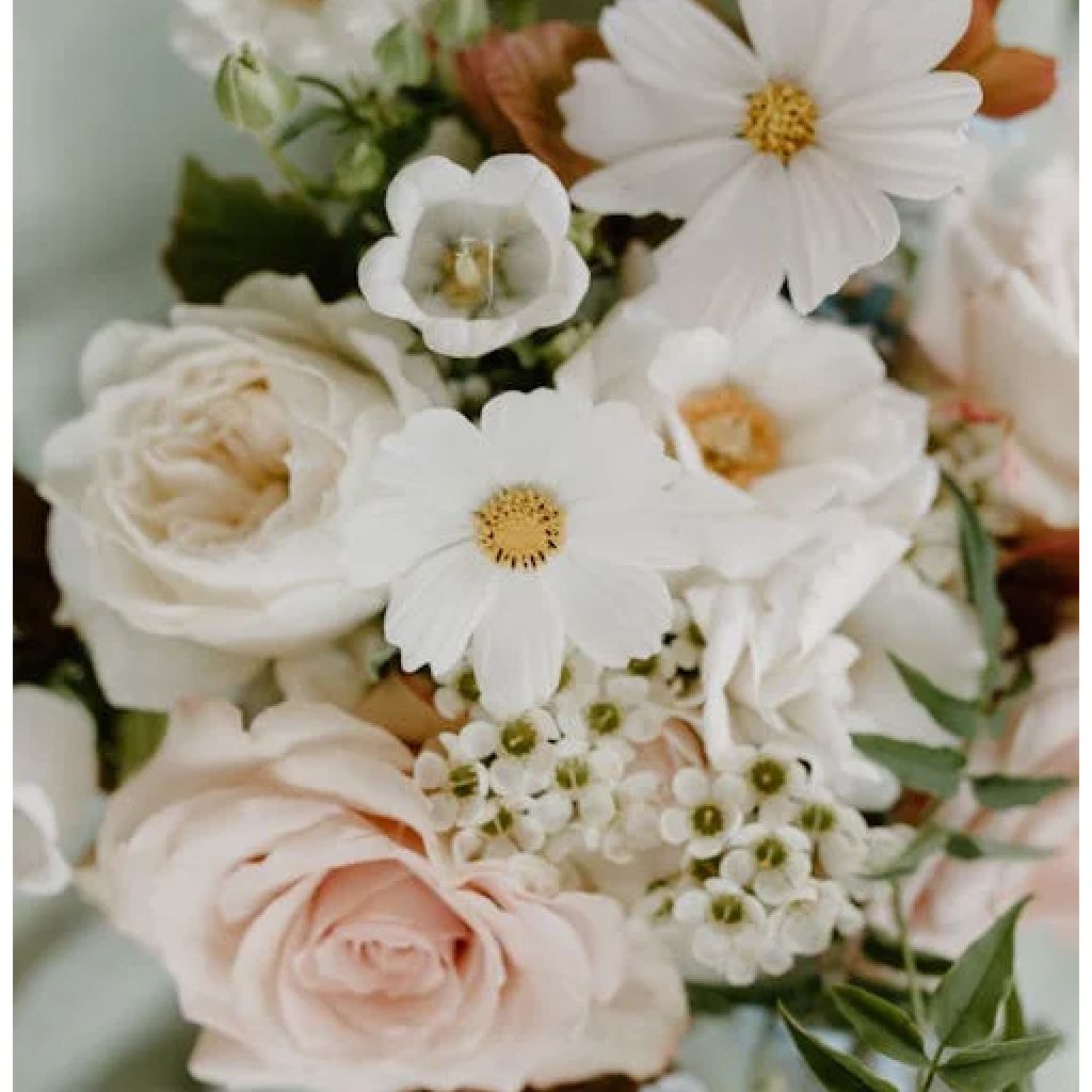 Cosmos Sweet