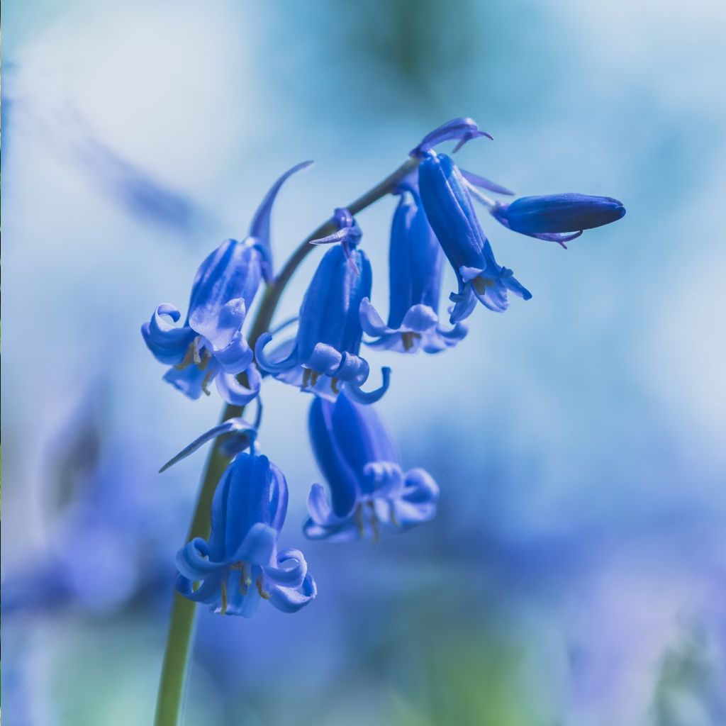 Qualtivate Blue-bell Beautiful Flower