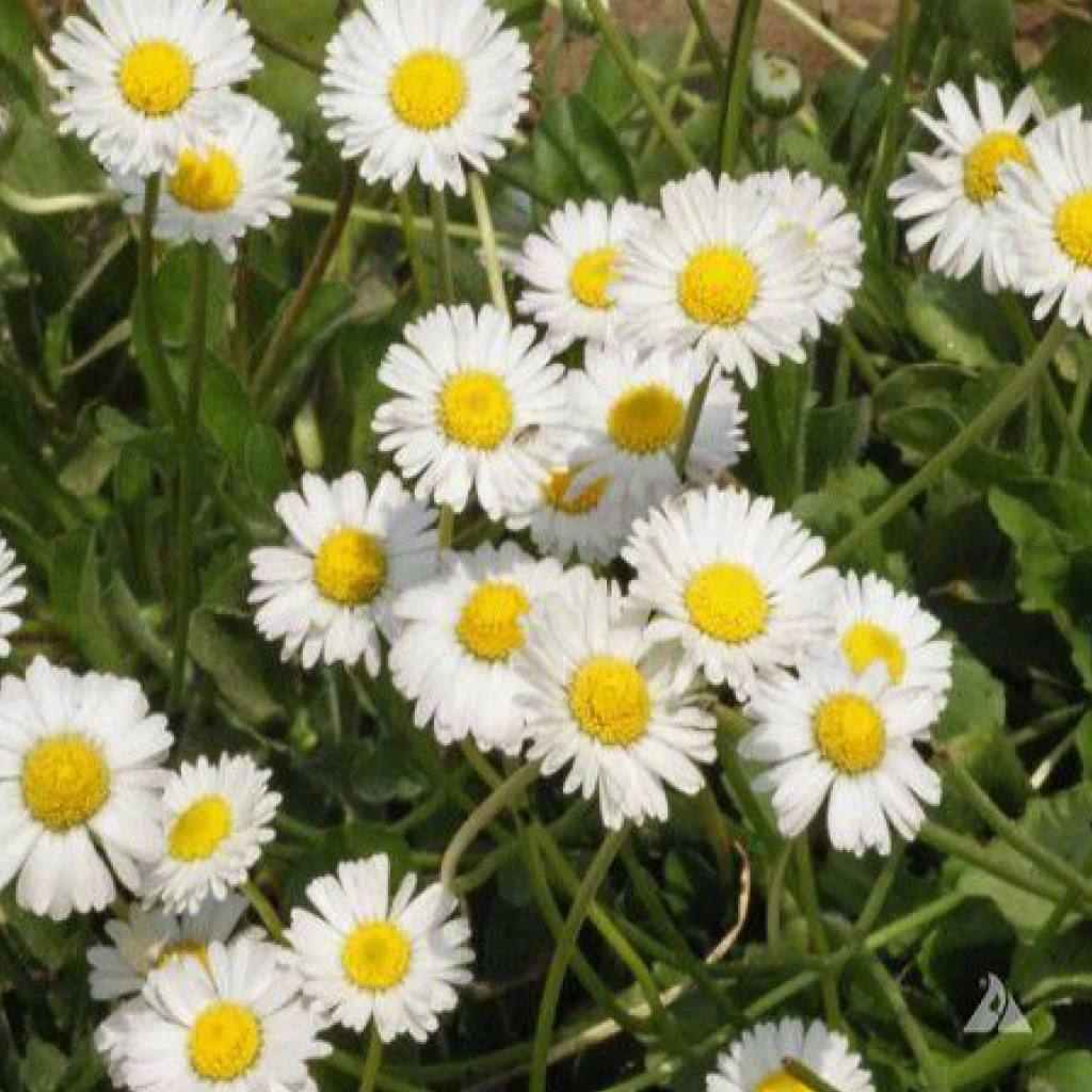 Daisy Mixed Color Flower