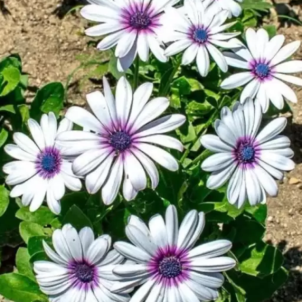 Biosnyg Rain Daisy