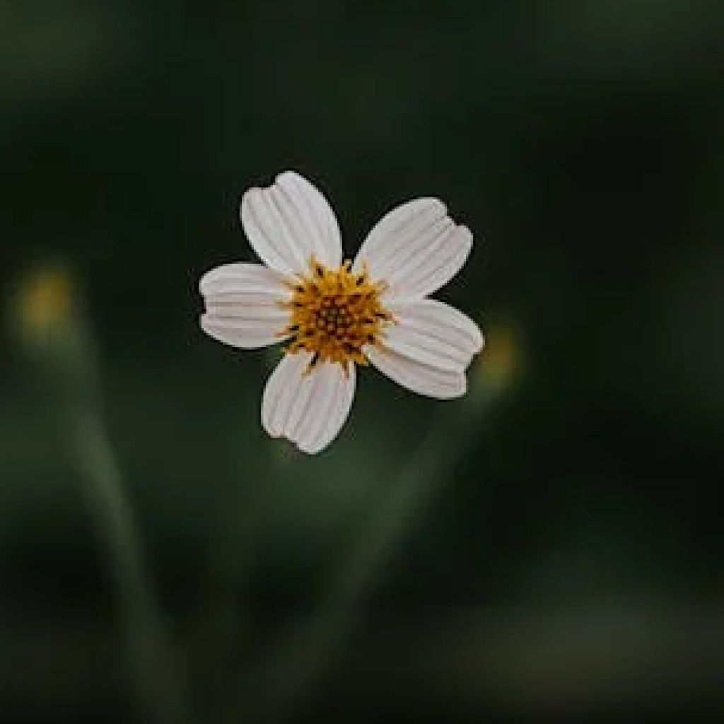 Cosmos Flowers Plants