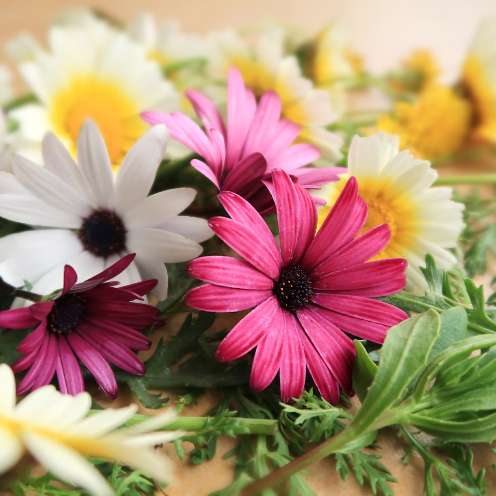 Shivnami Daisy