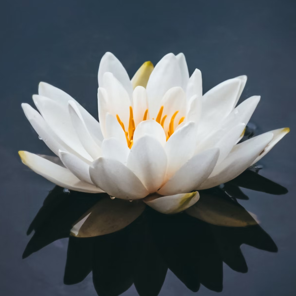 Crapulous Lotus