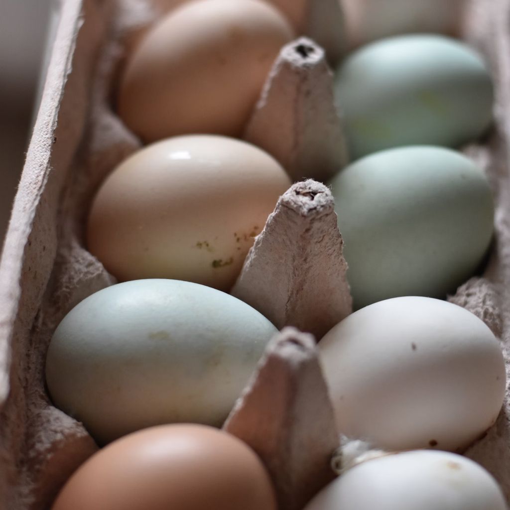 White Egg On Brown Egg Tray