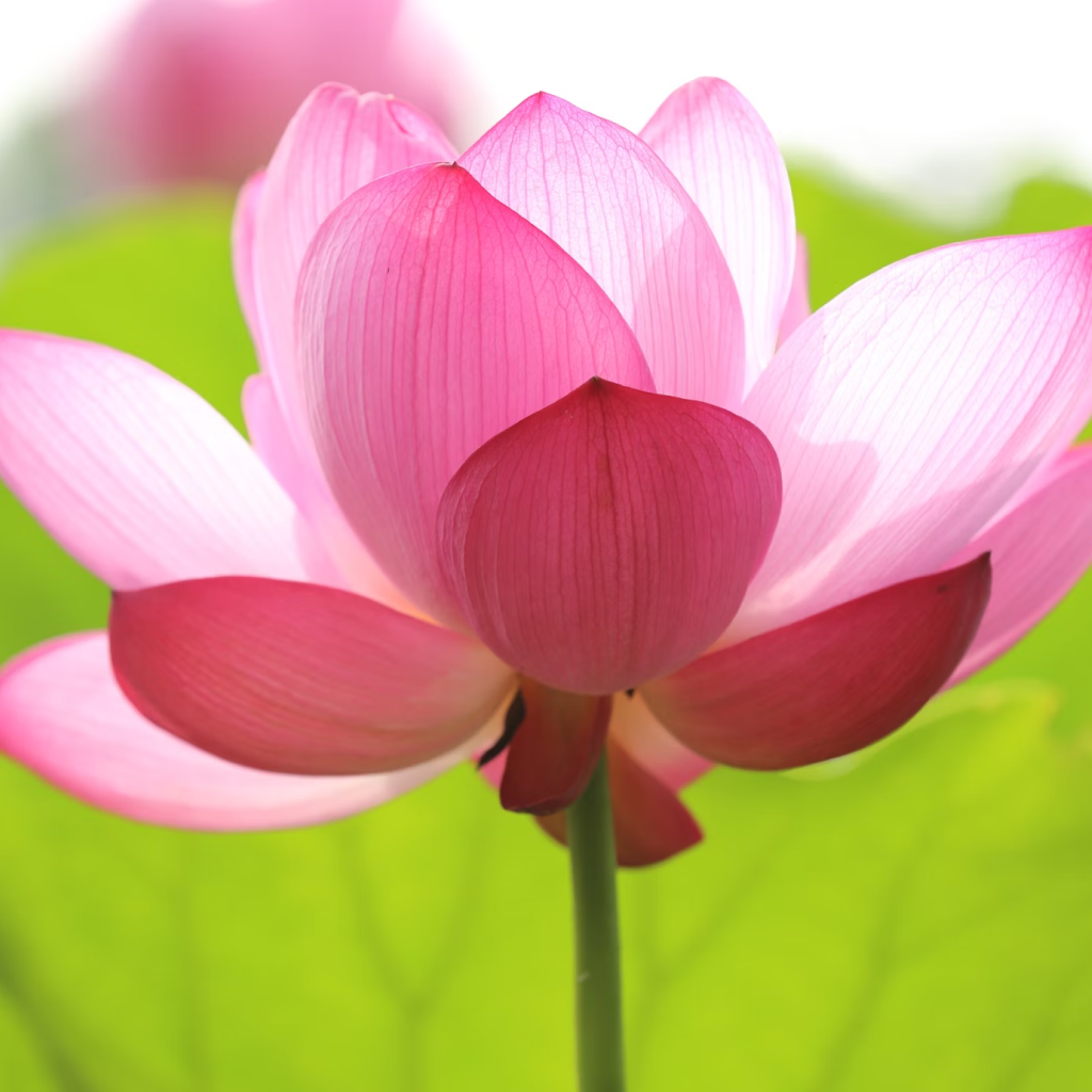 Karna Lotus