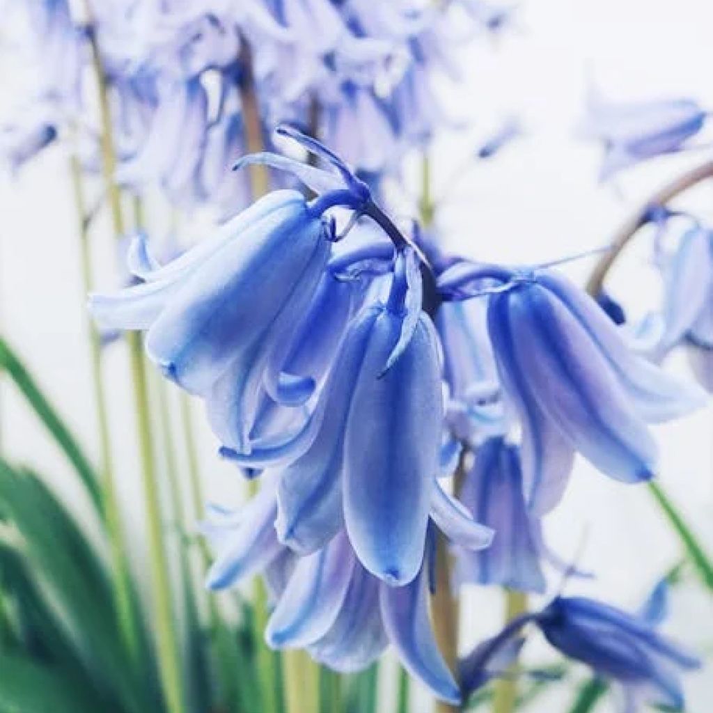High Tech Farm Bluebell Barleria Plant