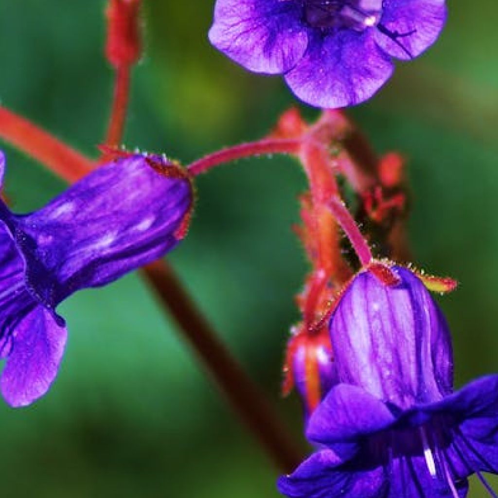 Ruellia Brittoniana,desert Petunia, Florida Bluebells