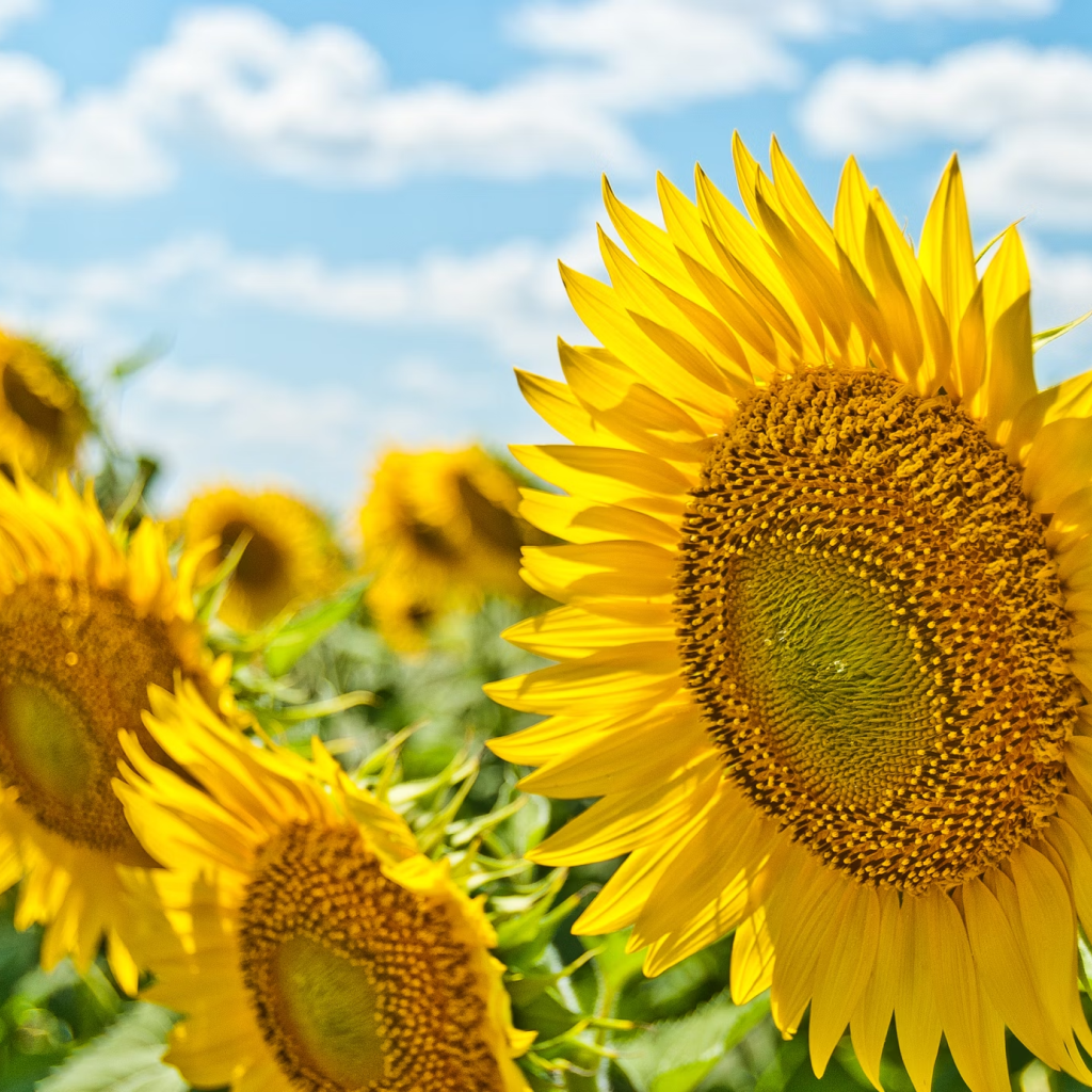 Sunflower Mini Bunch