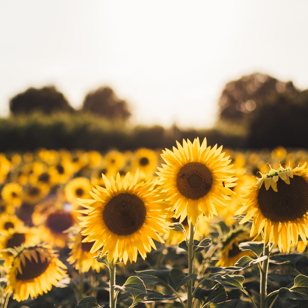 Megavalue Sunflower