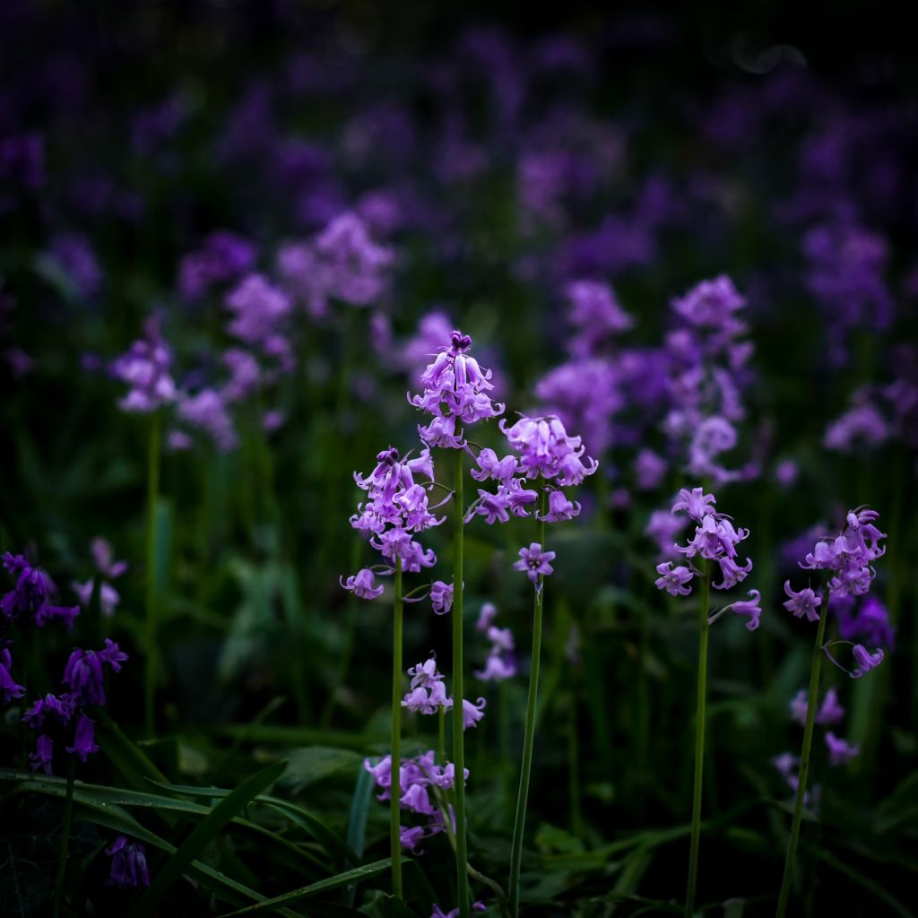Bluebell Crochet Flowers