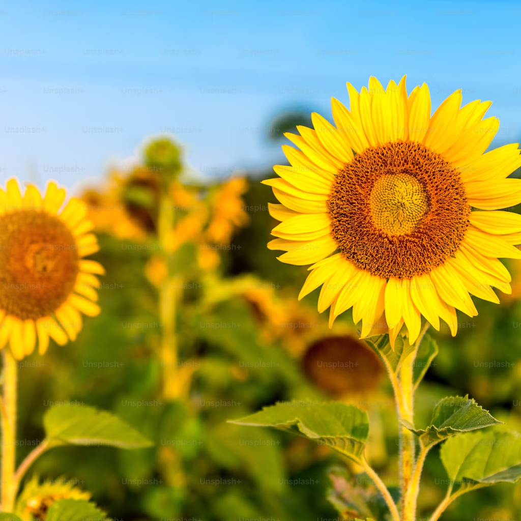 Aro Sunflower